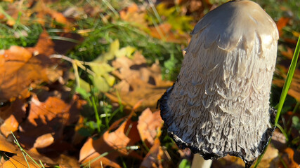 White Mushroom in Autumn