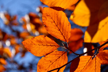 Autumn orange beech leaves with blue sky stock images. Yellow beech leaves on branch close-up stock photo. Beautiful autumn background with colorful leaves stock images