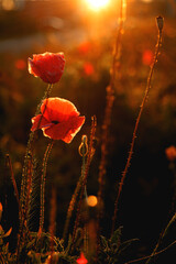 Kwitnący mak na łące kwietnej. Czerwony kwiat i ładny bokeh. 