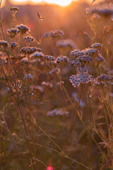 Kwiaty na łące kwietnej o wschodzie słońca. Piękny bokeh. Kwiaty kosmosy na łące kwietnej. © Daniel