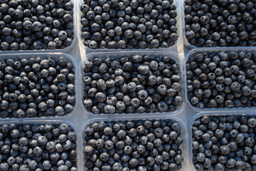 Large ripe blueberries in a transparent plastic containers.