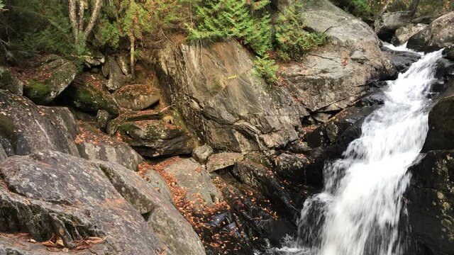 Autumn Cascade and Ferns