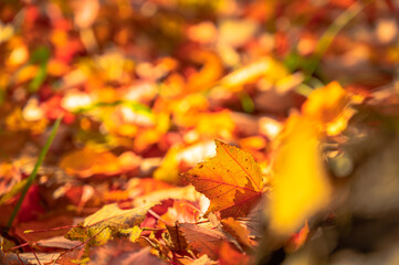 紅葉のある風景
