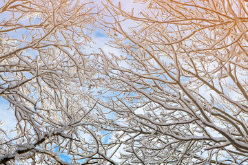 snow covered shrubs with a blue sky