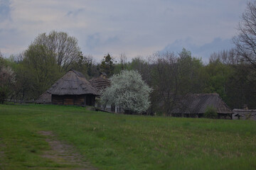 Kyiv. Pirogovo. Ukraine -  Several traditional Ukrainian old huts with thatched roofs. National architecture. Warm spring sunny day.