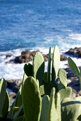 Close-up of a cactus with a seascape background. Waves in the background on a sunny autumn day.