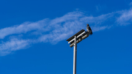 Dove on a metal pole of urban lighting against a blue sky with a strip of white cloud diagonally