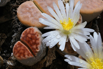 vertical view of lithops succulents with flowers and water drops