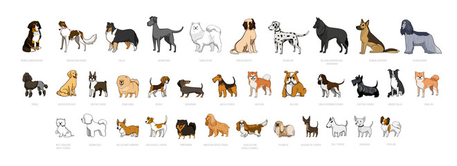 Collection of dogs of different breeds isolated on white background. - obrazy, fototapety, plakaty
