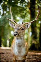 Deer in the forest