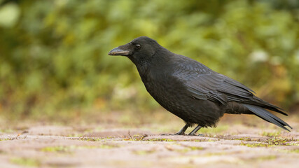 Rabe im Herbst auf dem Boden