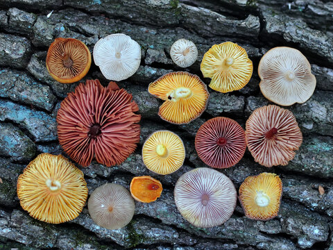 Fresh colorful agaric mushrooms over bark texture