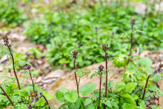 Many scrophularia lanceolata lance-leaf figwort wild plant in spring springtime with flower buds in Wintergreen ski resort forest woods, Virginia