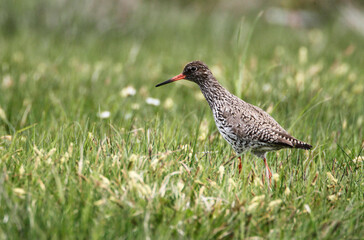 A redshank (Tringa tetanus) searching for Food, Peninsula Nordstrand, Germany, Europe