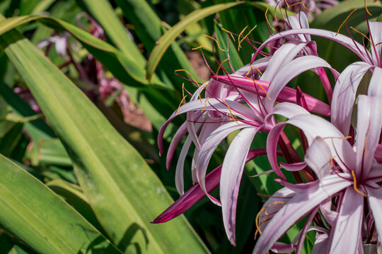 Crinum amabile donn, Crinum lily or Giantlily with green leaves