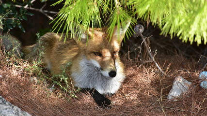 fox having a rest in shadow of trees,Greece