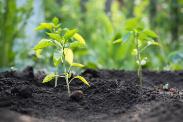 Young sprout of bell pepper on the garden bed close up.