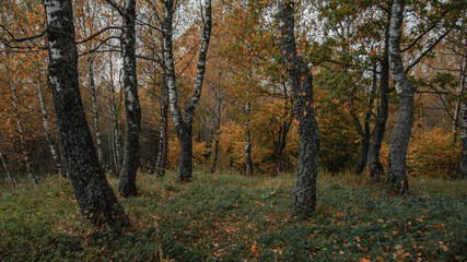 Naklejka premium autumn in the forest