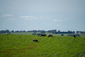 Angus, wagyu and murray grey beef bulls and cows, being grass fed on a hill in Australia.