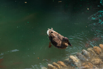 a female duck in close up, wich swims on a lake, dirty water