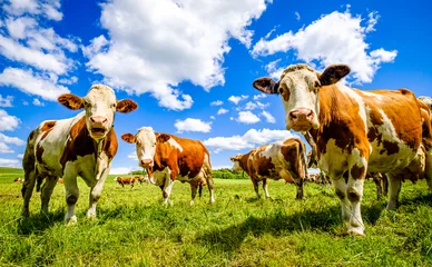 Gordijnen cow at a meadow © fottoo