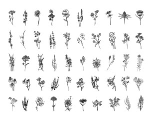 Collection of monochrome illustrations of meadow flowers in sketch style. Hand drawings in art ink style. Black and white graphics. - obrazy, fototapety, plakaty