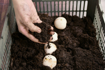 Dutch tulip bulb is planted in boxes of black soil for cultivation on March 8th.