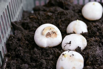 Dutch tulip bulb is planted in boxes of black soil for cultivation on March 8th.