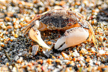 Small sea crab on the sand by the ocean.
