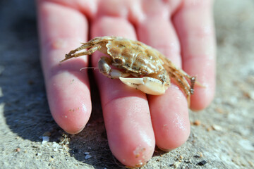 Small crab in the hand of a man on a rocky surface.