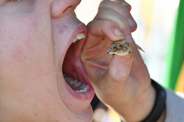 A hungry boy holds a crab with two fingers and sends it into his mouth.