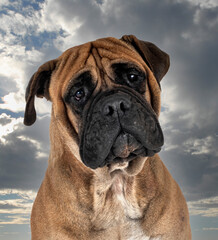 puppy bullmastiff in studio