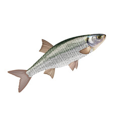 poisson,toxostome, isolé, aliment, pêche, blanc, animal, frais, brut, fruits de mer, ailette, eau de mer, cuisiner, attraper, sain, nature, mer, argent, fraîcheur, queue, fleuve, viande, nageoire
