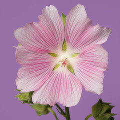 Inflorescence of pink mallow flowers isolated on purple background.
