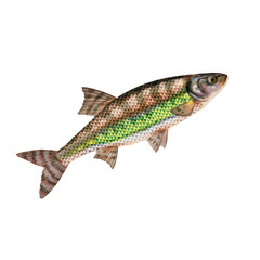 poisson,vairone, isolé, aliment, pêche, blanc, animal, frais, brut, fruits de mer, ailette, eau de mer, cuisiner, attraper, sain, nature, mer, argent, fraîcheur, queue, fleuve, viande, nageoire
