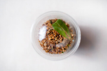 Healthy takeaway food. Boiled buckwheat in a transparent plastic container. Top view.