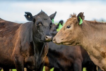 Angus, wagyu and murray grey beef bulls and cows, being grass fed on a hill in Australia.