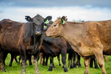 Angus, wagyu and murray grey beef bulls and cows, being grass fed on a hill in Australia.