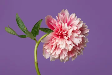 Foto op Canvas Bright delicate white-pink peony flower isolated on a violet background. © ksi