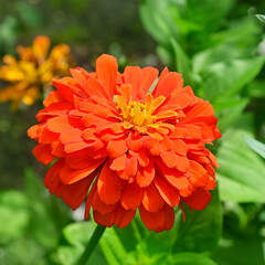 beautiful blossomed red zinnia elegans flower and green leaves in the garden