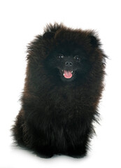 young pomeranian in studio