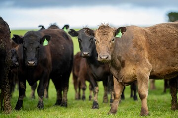 Angus, wagyu and murray grey beef bulls and cows, being grass fed on a hill in Australia.