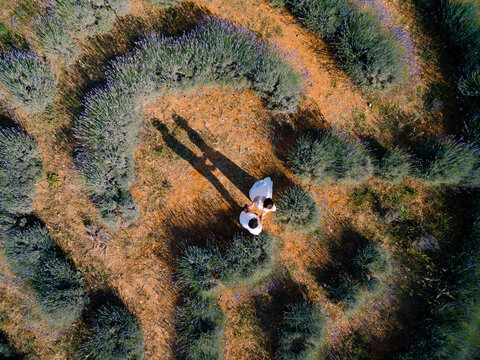 Bride and groom hold hands while standing in the center of the lavender maze field. Croatia. View from above