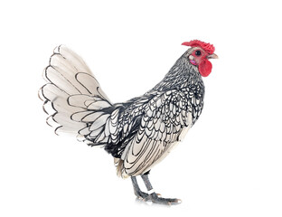Sebright chicken in studio