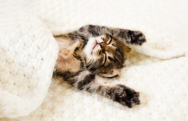 Cute little kitten sleeps on fur white blanket with copy space