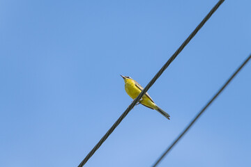 A beautiful bird with yellow plumage sits on a wire against the background of the sky.