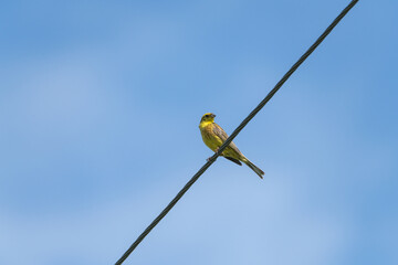 A beautiful bird with yellow plumage sits on a wire against the background of the sky.
