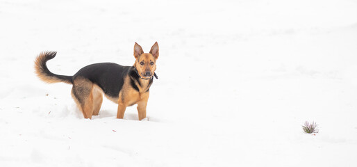 A young shepherd dog on the snow in the forest, the animal runs on the fluffy winter snow, the dog is playing.
