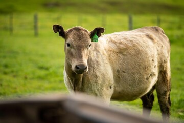 Angus, wagyu and murray grey beef bulls and cows, being grass fed on a hill in Australia.