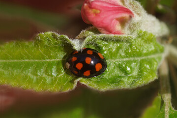Harlequin ladybird (Harmonia axyridis f. axyridis) on a apple leaf with a blurred bud in the background. Family Coccinellidae. Spring, Dutch garden. May, Netherlands  